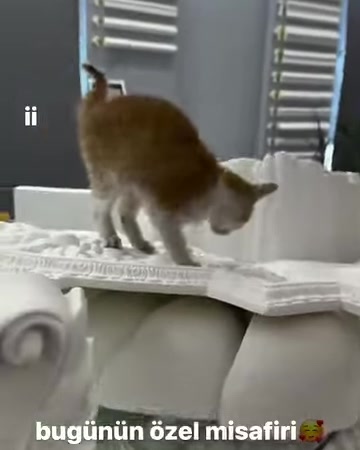 Kedi, kıvrımlı köşe süslemeli kabartma panelin kenarını inceliyor