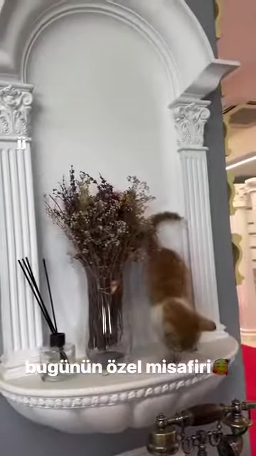 Kedi, çiçek motifli başlığa sahip dekoratif sütunun yanında duruyor