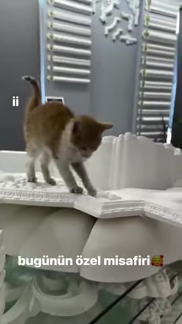 Kedi, işlemeli kenarlara sahip dekoratif kemerli parçayı inceliyor